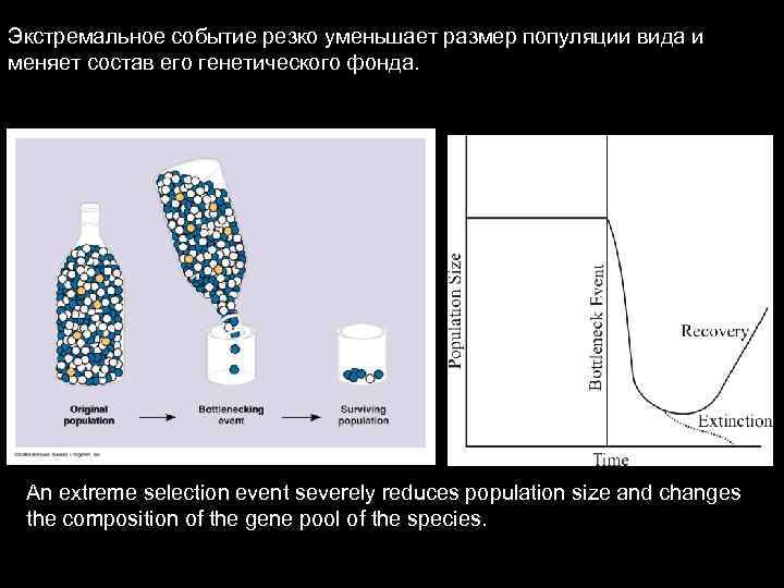 Экстремальное событие резко уменьшает размер популяции вида и меняет состав его генетического фонда. An
