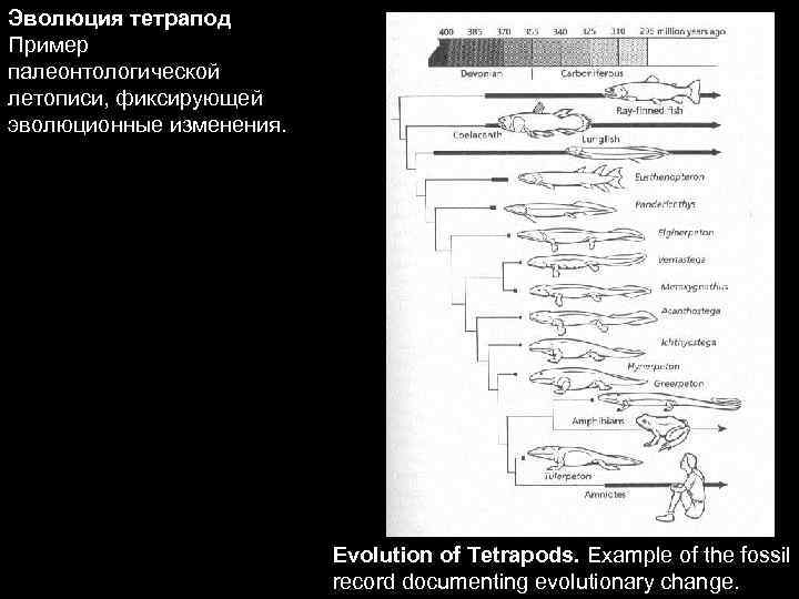 Эволюция тетрапод Пример палеонтологической летописи, фиксирующей эволюционные изменения. Evolution of Tetrapods. Example of the