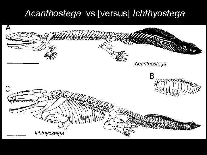 Acanthostega vs [versus] Ichthyostega Acanthostega Ichthyostega 