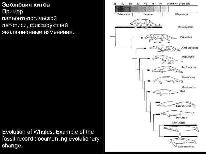 Эволюция китов Пример палеонтологической летописи, фиксирующей эволюционные изменения. Evolution of Whales. Example of the
