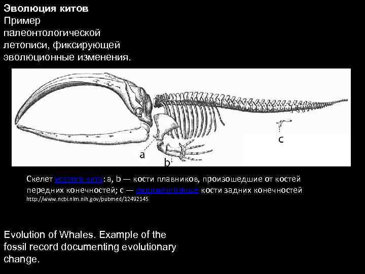 Эволюция китов Пример палеонтологической летописи, фиксирующей эволюционные изменения. Скелет усатого кита: a, b —