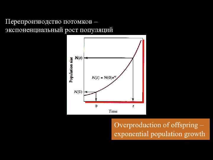 Перепроизводство потомков – экспоненциальный рост популяций 