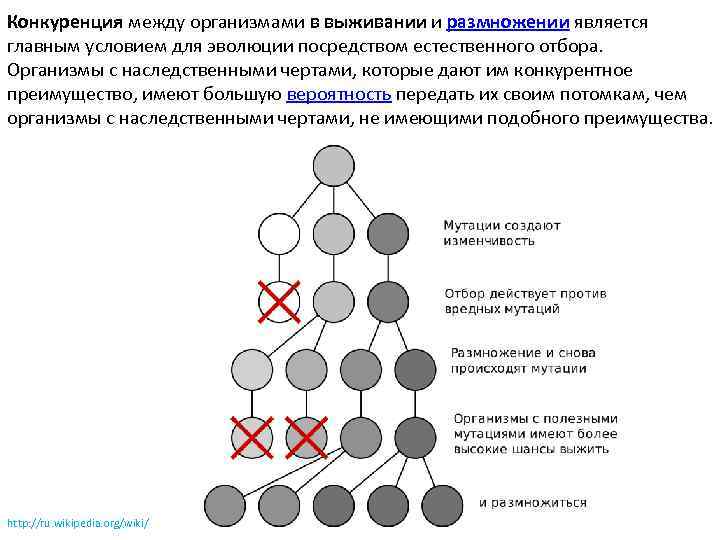Конкуренция между организмами в выживании и размножении является главным условием для эволюции посредством естественного