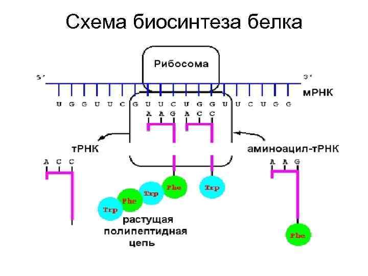 Схема биосинтеза белка Схема биосинтеза белка