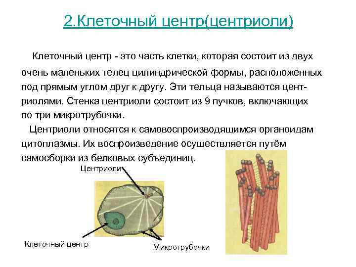 2. Клеточный центр(центриоли) Клеточный центр - это часть клетки, которая 2. Клеточный центр(центриоли) Клеточный центр - это часть клетки, которая