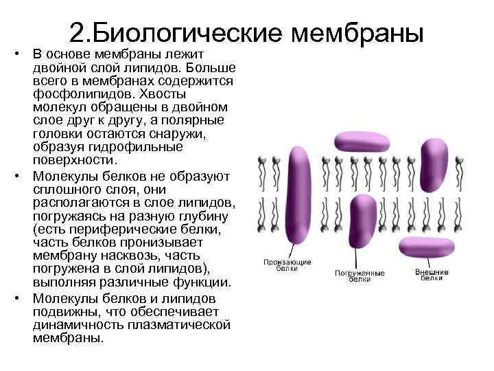 2. Биологические мембраны • В основе мембраны лежит двойной слой липидов. 2. Биологические мембраны • В основе мембраны лежит двойной слой липидов.