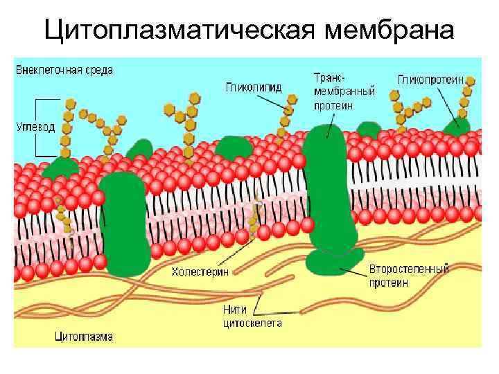 Цитоплазматическая мембрана Цитоплазматическая мембрана