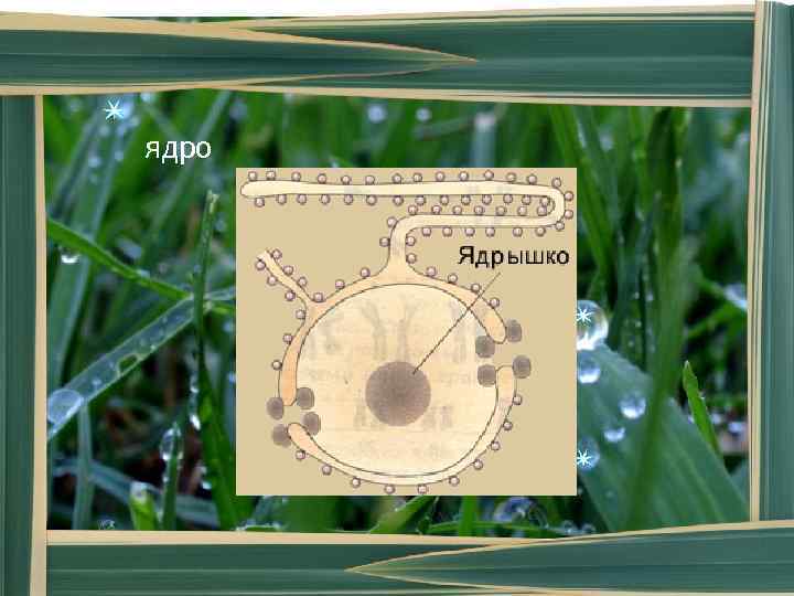 ядро ядро