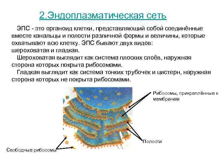 Каким номером на рисунке обозначен органоид который в нервной ткани отвечает за секрецию нейромедиа