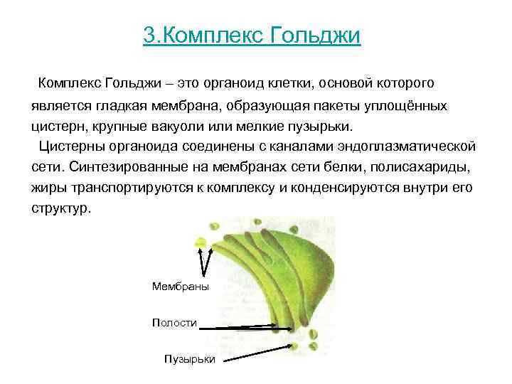 3. Комплекс Гольджи – это органоид клетки, основой которого является 3. Комплекс Гольджи – это органоид клетки, основой которого является