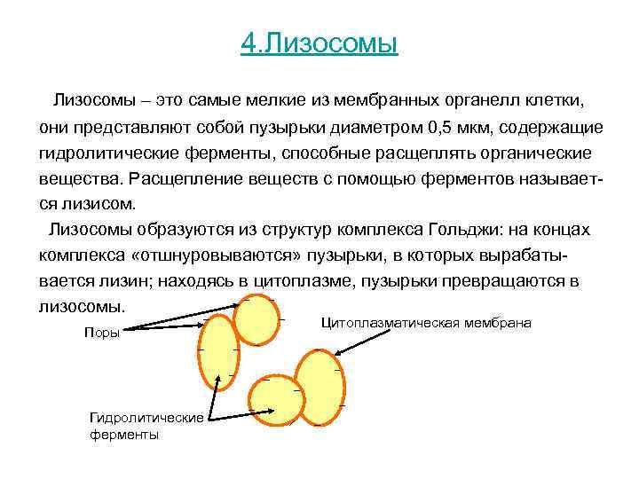 Лизосомы строение и функции