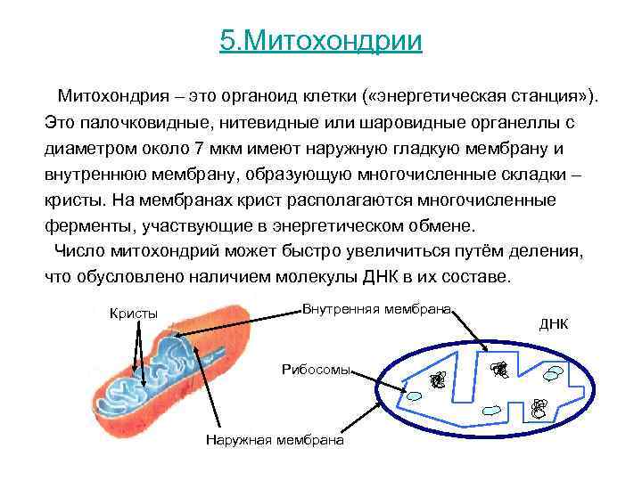 5. Митохондрии Митохондрия – это органоид клетки ( «энергетическая станция» 5. Митохондрии Митохондрия – это органоид клетки ( «энергетическая станция»