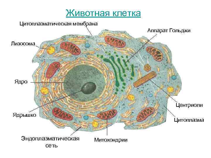 Животная клетка Цитоплазматическая мембрана Животная клетка Цитоплазматическая мембрана