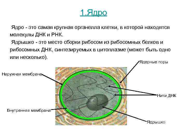 Ядро это. Ядрышко это кратко и понятно. Самая крупная органелла клетки. Ядрышки это место сборки рибосом. Ядро.