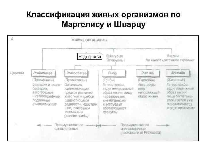 Классификация организмов 5