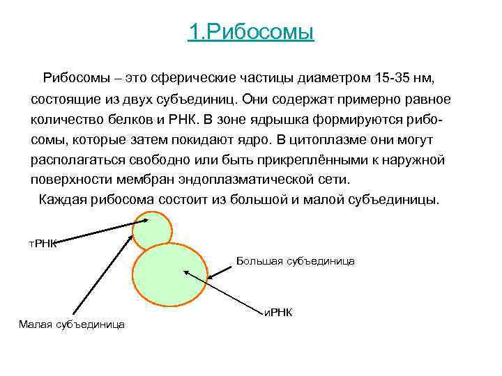 1. Рибосомы – это сферические частицы диаметром 15 -35 1. Рибосомы – это сферические частицы диаметром 15 -35