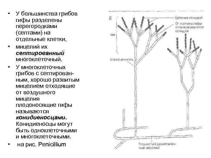  • У большинства грибов  гифы разделены  перегородками  (септами) на 
