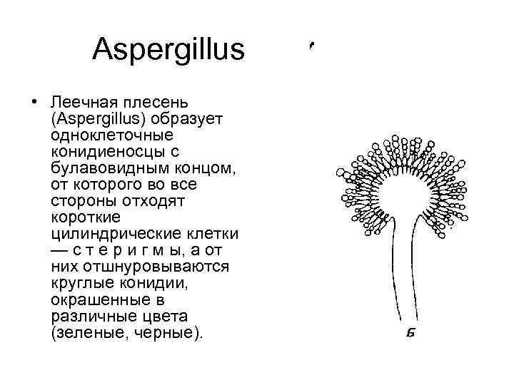   Aspergillus • Леечная плесень  (Aspergillus) образует  одноклеточные  конидиеносцы с