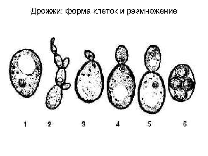 На рисунке представлены дрожжи