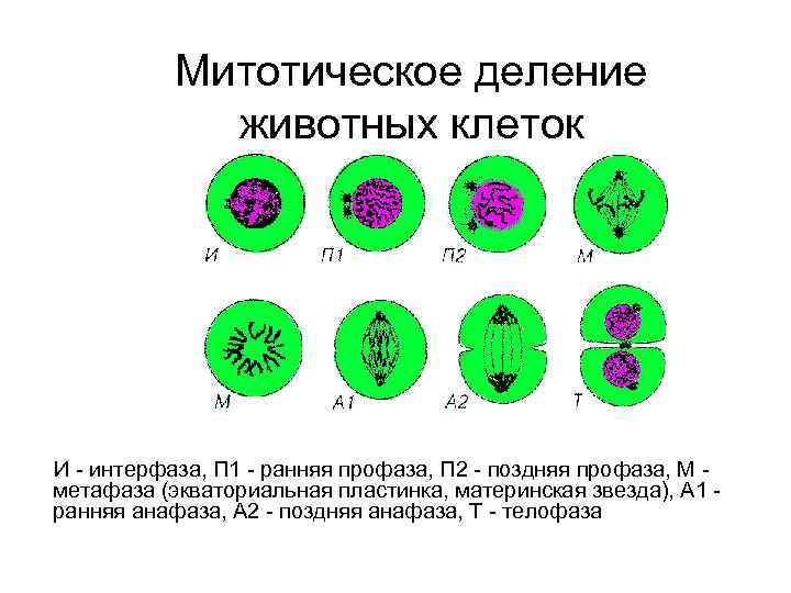   Митотическое деление   животных клеток И - интерфаза, П 1 -