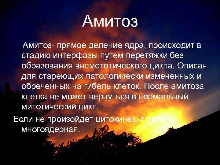     Амитоз- прямое деление ядра, происходит в  стадию интерфазы путем