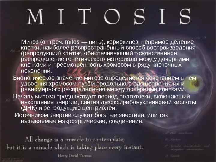  Митоз (от греч. mitos — нить), кариокинез, непрямое деление  клетки, наиболее распространённый