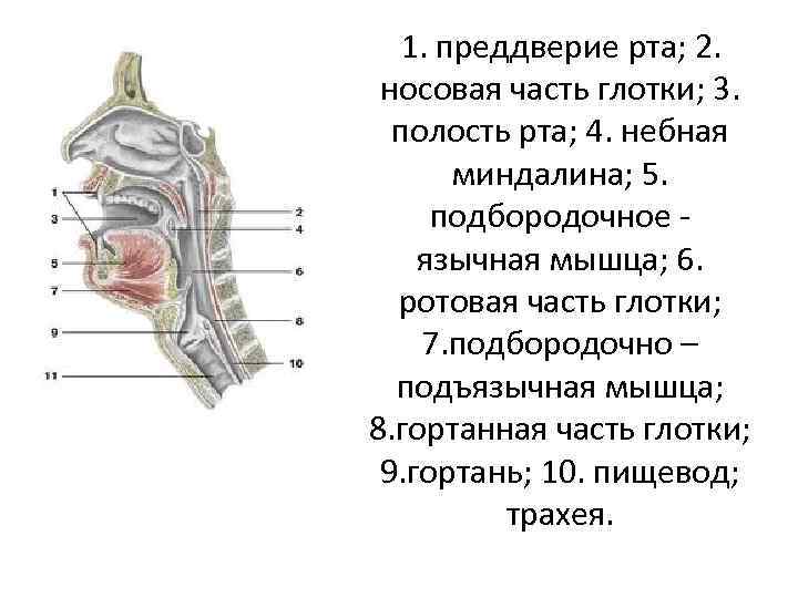   1. преддверие рта; 2.  носовая часть глотки; 3. полость рта; 4.