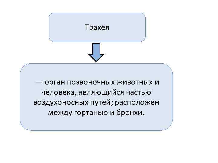   Трахея — орган позвоночных животных и  человека, являющийся частью воздухоносных путей;