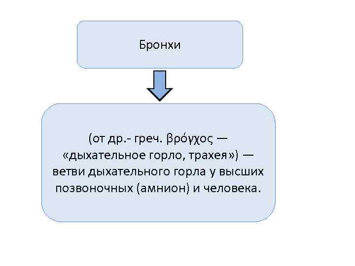    Бронхи  (от др. - греч. βρόγχος —  «дыхательное горло,