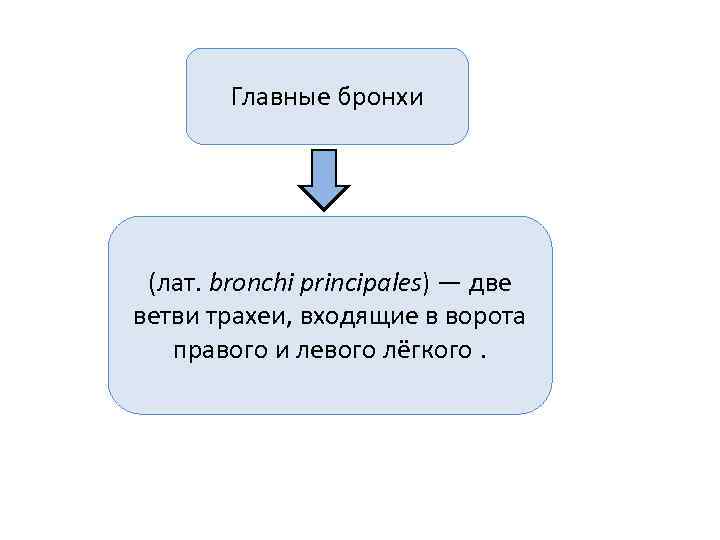   Главные бронхи (лат. bronchi principales) — две ветви трахеи, входящие в ворота
