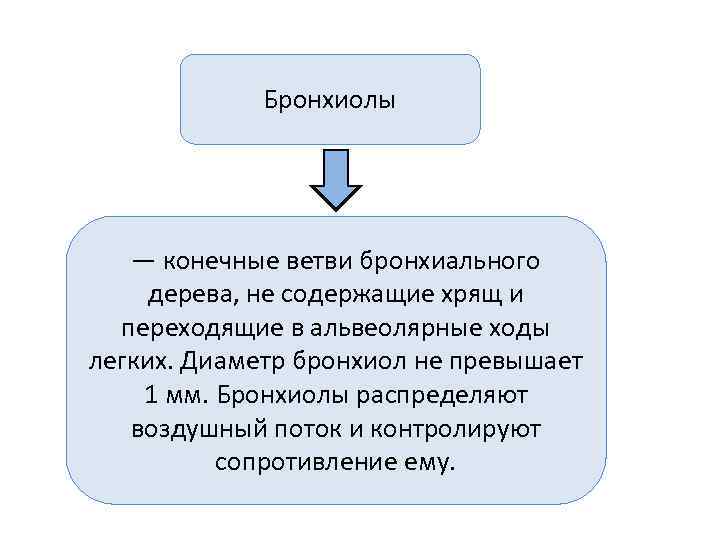    Бронхиолы  — конечные ветви бронхиального  дерева, не содержащие хрящ