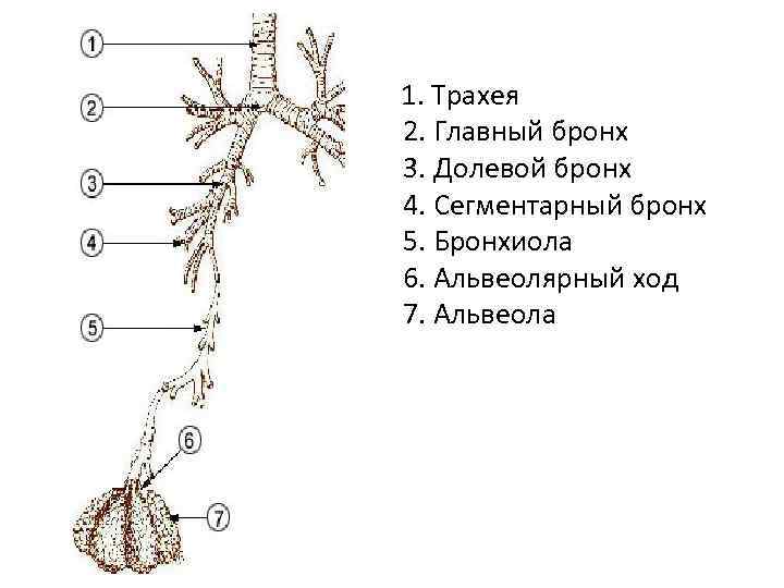   1. Трахея 2. Главный бронх 3. Долевой бронх 4. Сегментарный бронх 5.