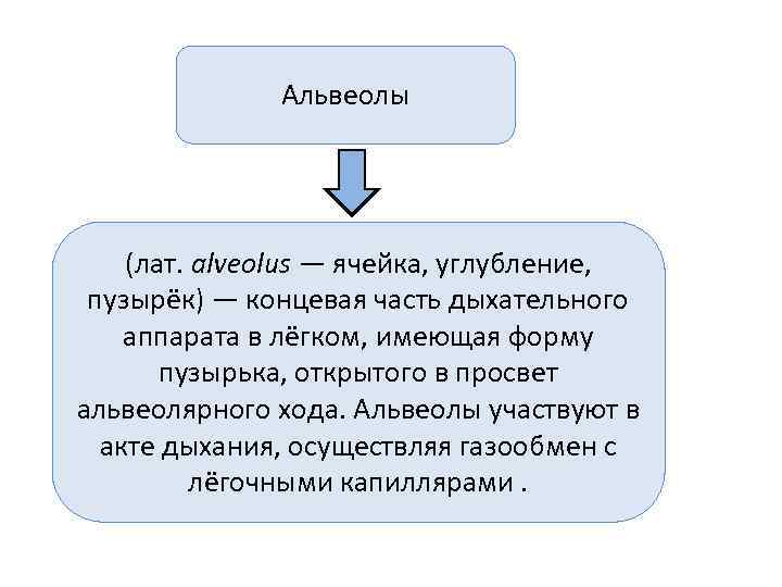    Альвеолы   (лат. alveolus — ячейка, углубление,  пузырёк) —