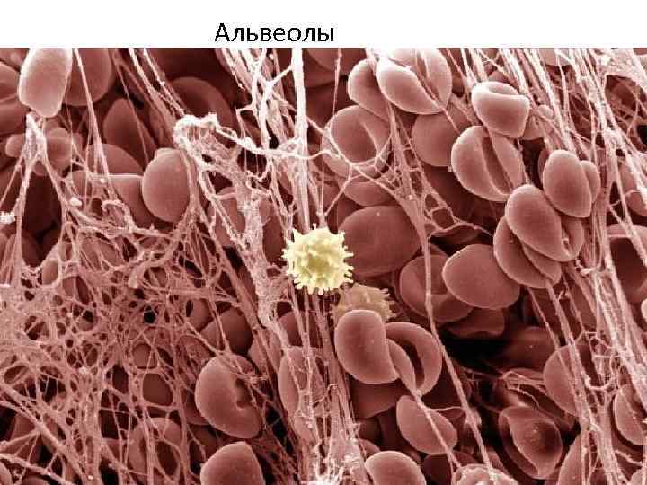 Альвеолы 