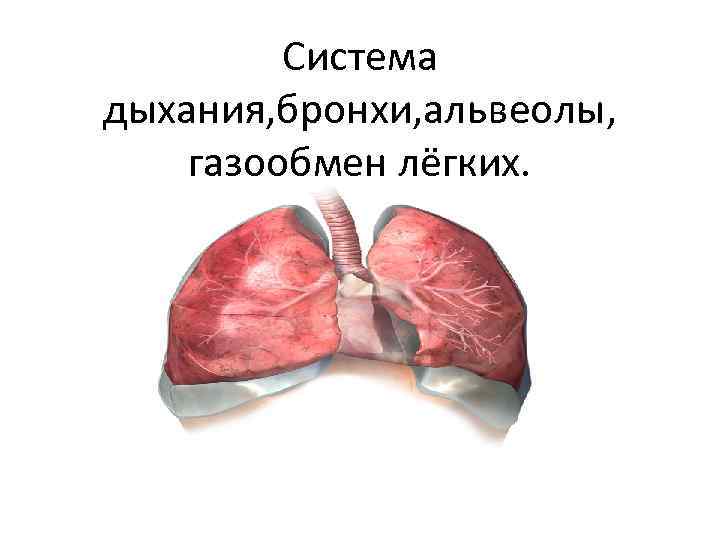    Система дыхания, бронхи, альвеолы, газообмен лёгких. 