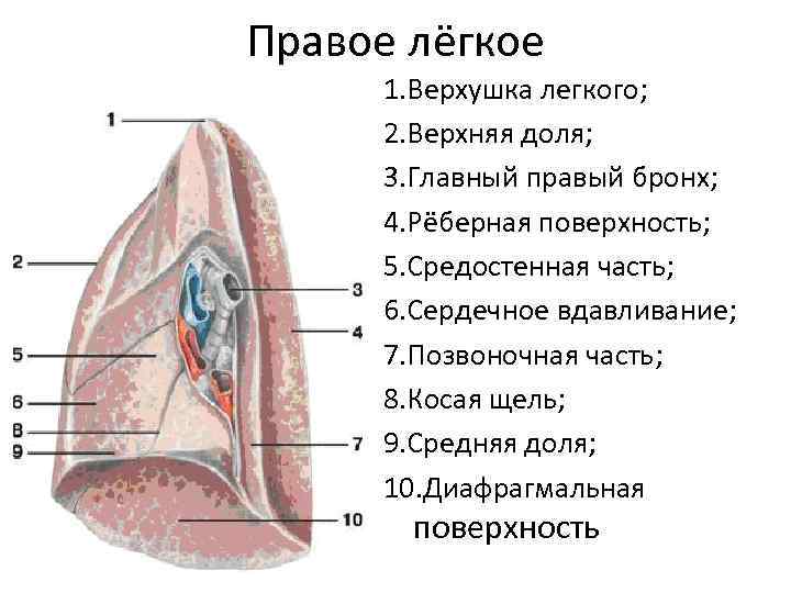Правое лёгкое 1. Верхушка легкого;  2. Верхняя доля;  3. Главный правый бронх;