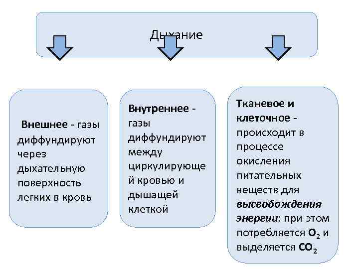      Дыхание    Внутреннее -  Тканевое и