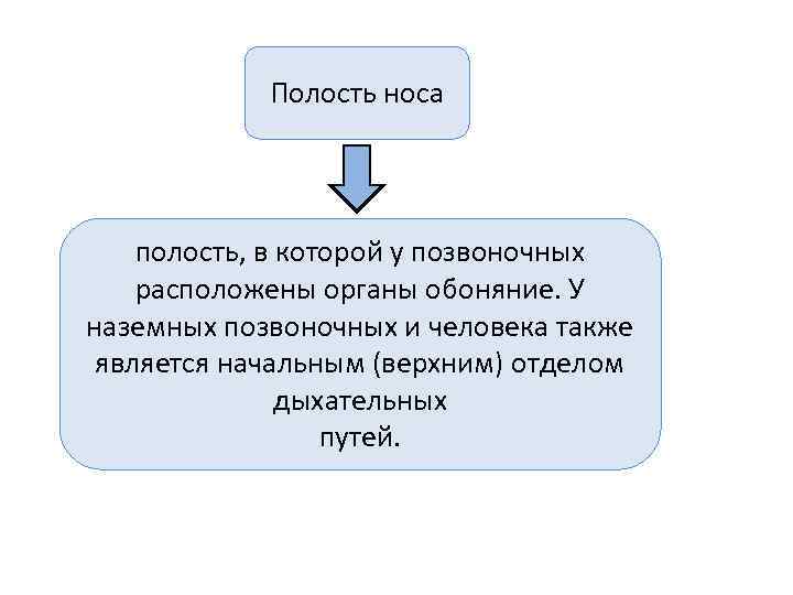   Полость носа   полость, в которой у позвоночных расположены органы обоняние.