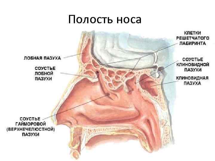 Полость носа 