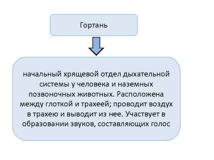     Гортань начальный хрящевой отдел дыхательной  системы у человека и