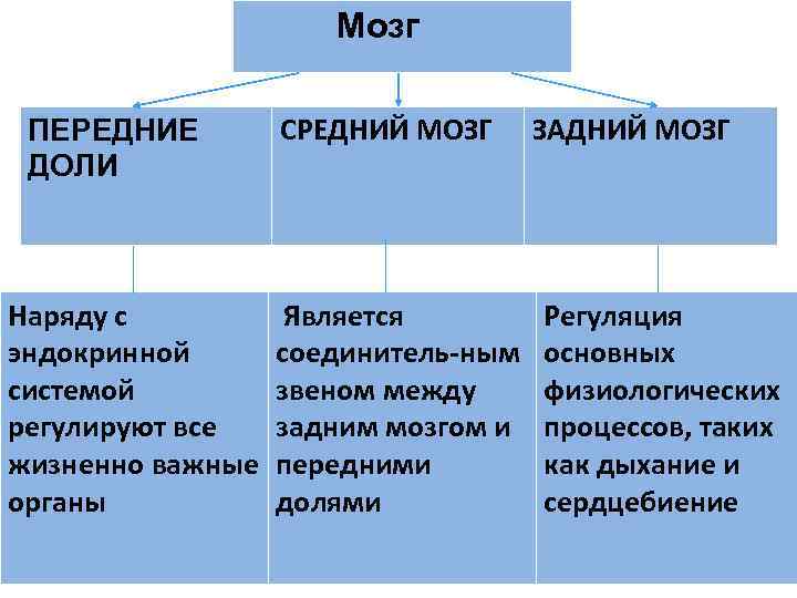 Мозг ПЕРЕДНИЕ Мозг ПЕРЕДНИЕ