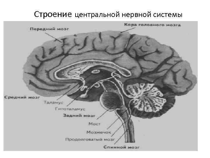 Строение центральной нервной системы Строение центральной нервной системы