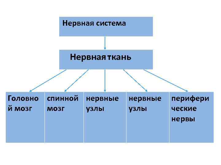 Нервная система Нервная ткань Головно спинной нервные Нервная система Нервная ткань Головно спинной нервные