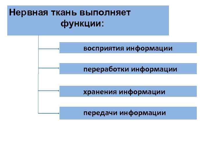 Нервная ткань выполняет функции: восприятия информации переработки Нервная ткань выполняет функции: восприятия информации переработки