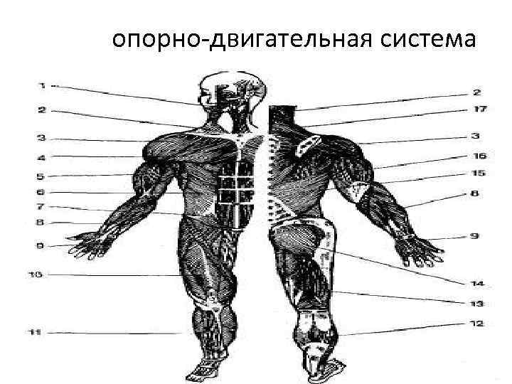 опорно-двигательная система опорно-двигательная система