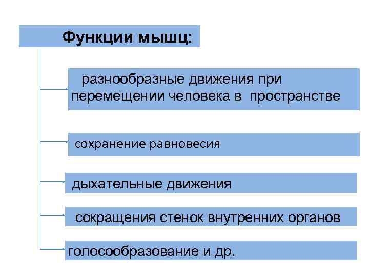 Функции мышц: разнообразные движения при перемещении человека в пространстве сохранение равновесия Функции мышц: разнообразные движения при перемещении человека в пространстве сохранение равновесия