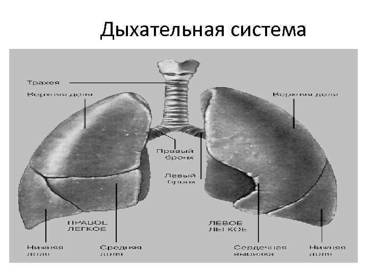 Дыхательная система Дыхательная система