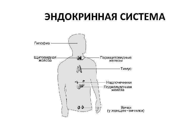 ЭНДОКРИННАЯ СИСТЕМА ЭНДОКРИННАЯ СИСТЕМА