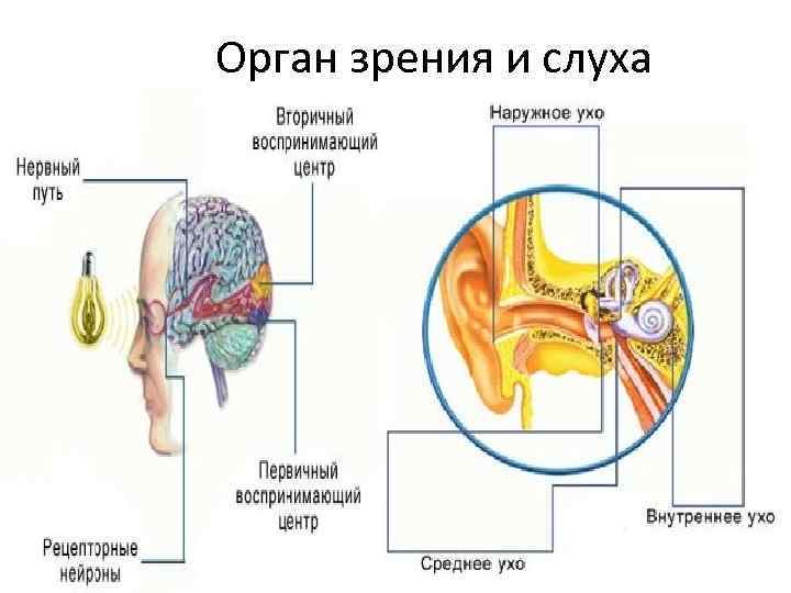 Органы чувств орган слуха. Органы зрения и слуха. Строение органов зрения и слуха. Органы слуха и зрения анатомия. Орган зрения и орган слуха.