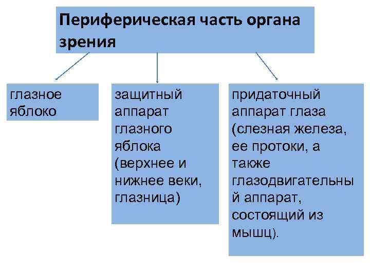 Периферическая часть органа зрения глазное защитный придаточный яблоко аппарат глаза Периферическая часть органа зрения глазное защитный придаточный яблоко аппарат глаза